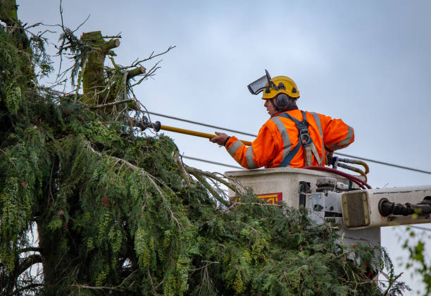 Best Tree Removal  in Rpinteria, CA