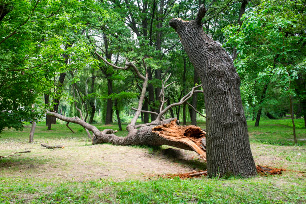 How Our Tree Care Process Works  in  Carpinteria, CA